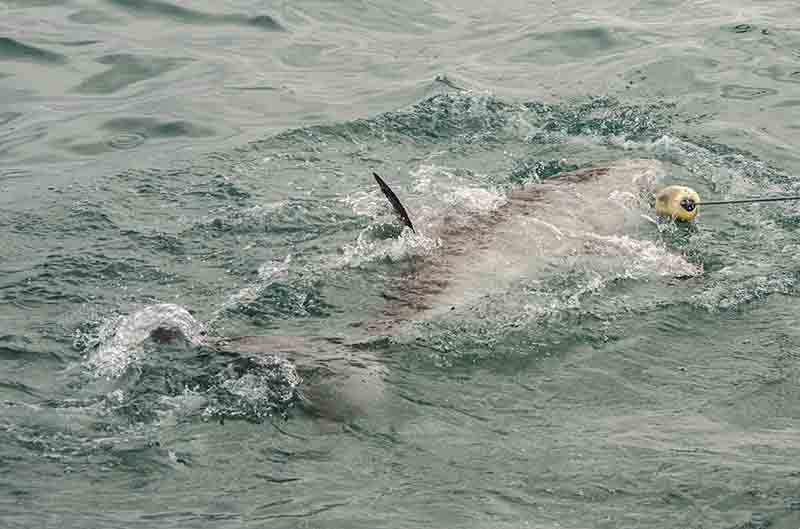 12 - Tiburon Blanco - Gansbaai - Sudafrica